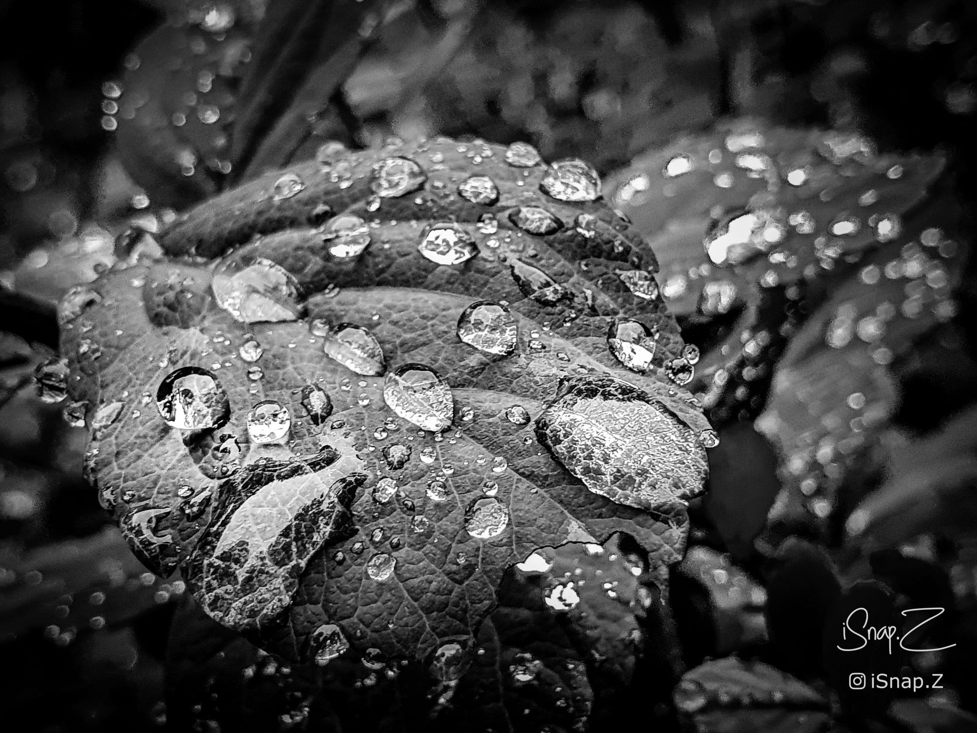 Rain drops on leaf